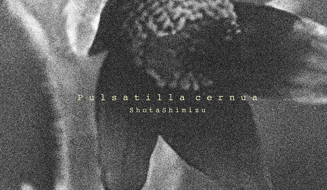 清水翔太/Pulsatilla cernua/【完全生産限定ファンクラブ限定盤
