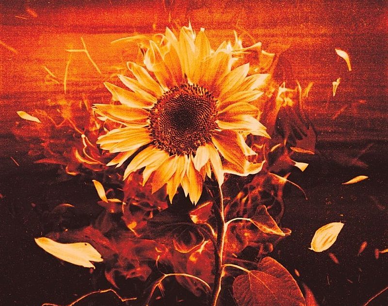 アート・デザイン・音楽 BLOOM Ron Van Dongen 800x_image-3-800x630.jpg